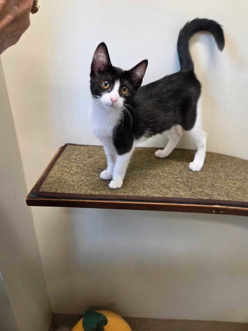Lala, an adoptable Domestic Short Hair in Elmsford, NY