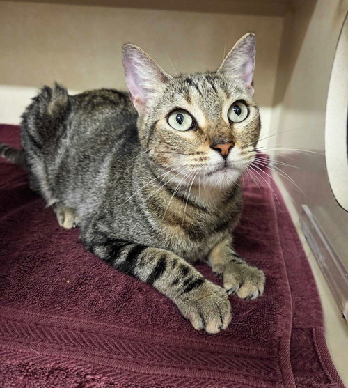 Mercedes, Adult Domestic Short Hair / Mixed, cat for adoption in New Rochelle, New York