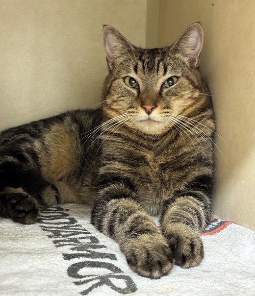 Ramses, Adult Domestic Short Hair / Mixed, cat for adoption in New Rochelle, New York