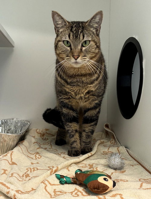 Ramses, Adult Domestic Short Hair / Mixed, cat for adoption in Hempstead, New York