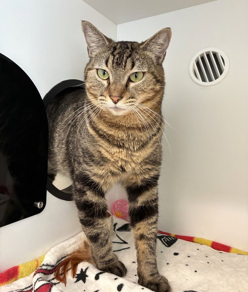 Ramses, Adult Domestic Short Hair / Mixed, cat for adoption in West Haven, Connecticut