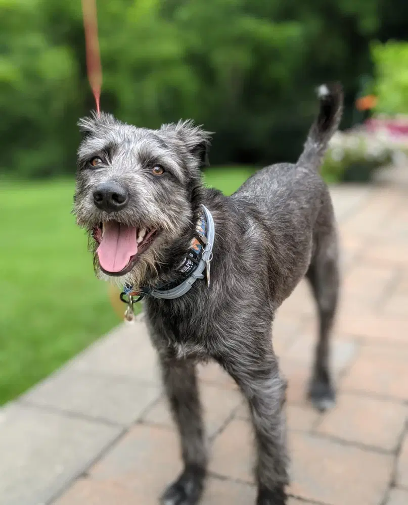 Charlie Courtesy Post - Poodle (Standard)