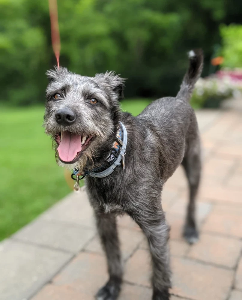 Charlie Courtesy Post
