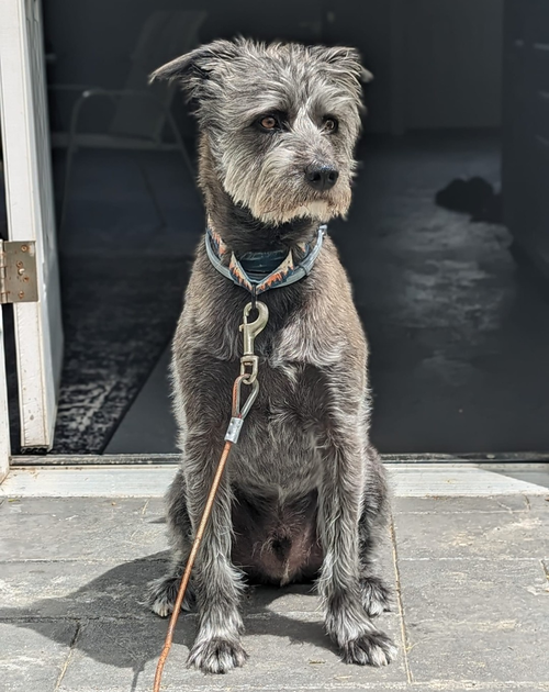 Charlie **Courtesy Post photo 2