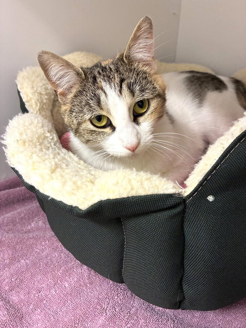 Tomatillo, Young Domestic Short Hair / Mixed, cat for adoption in Hempstead, New York