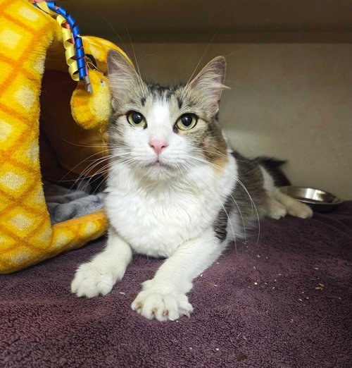 Cassie, Adult Domestic Short Hair / Mixed, cat for adoption in Hempstead, New York