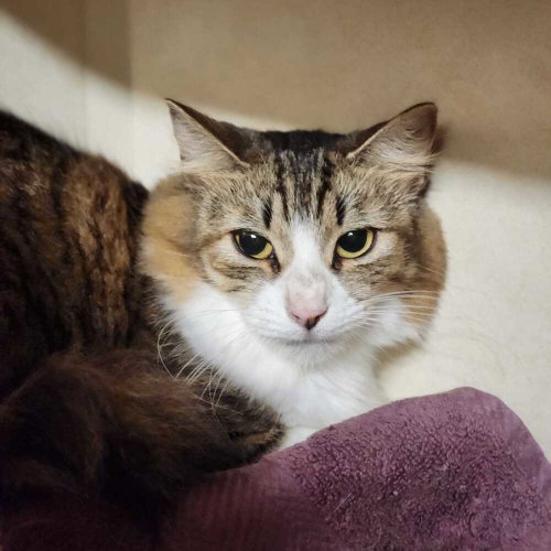Rue, Adult Domestic Short Hair / Mixed, cat for adoption in Hempstead, New York