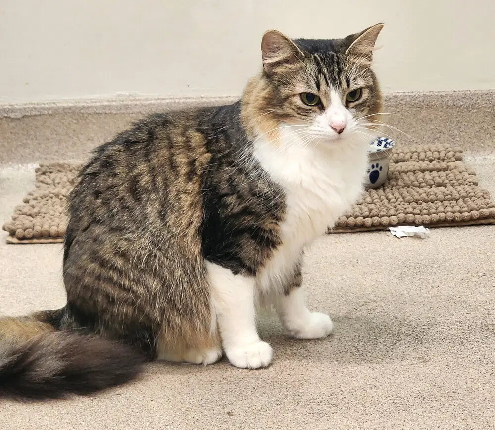 Rue - Domestic Short Hair