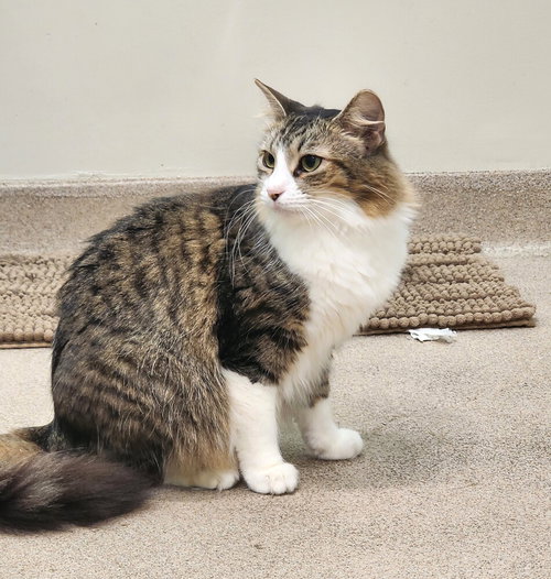 Photo 4 of Rue
