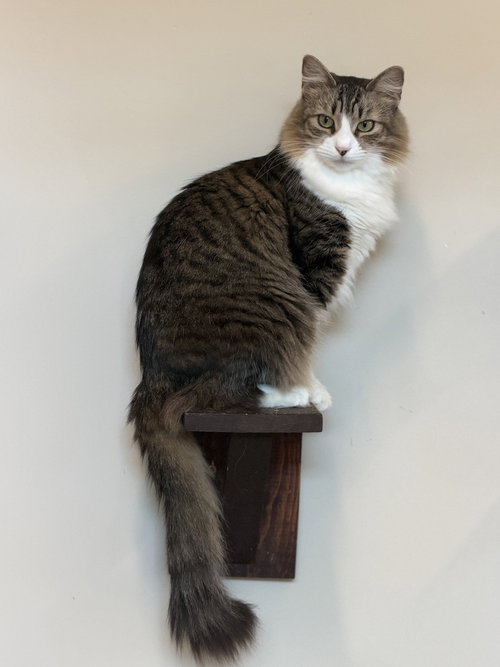 Rue, Domestic Short Hair / Mixed