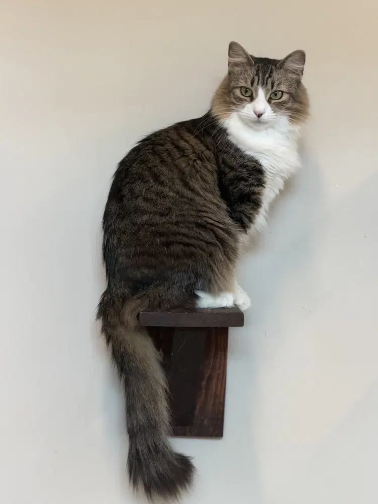Rue - Domestic Short Hair
