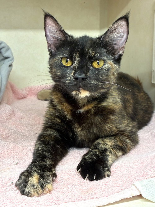 Citrus - available 5/28, Baby Domestic Short Hair / Mixed, cat for adoption in Hempstead, New York