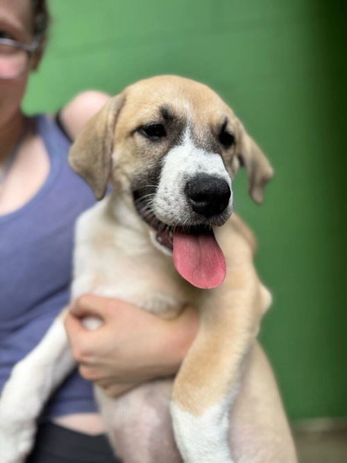 Simone- Available 6/2