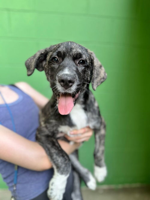 Brady- Available 6/2