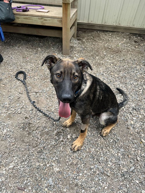 Jerry - Available 6/4