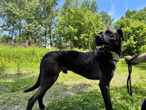 Prancer - Available 6/4