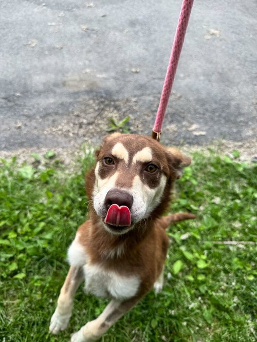 Trix - Available 6/4