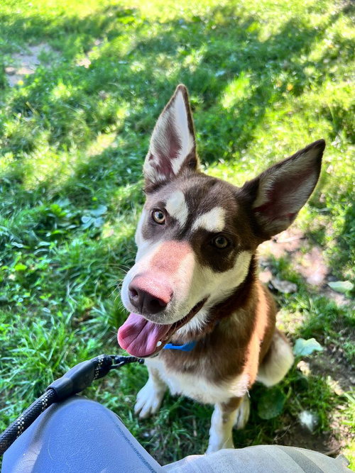 Trix, an adoptable Shepherd in Elmsford, NY