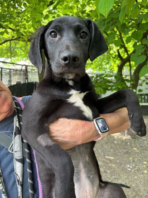Wren - Available 6/4