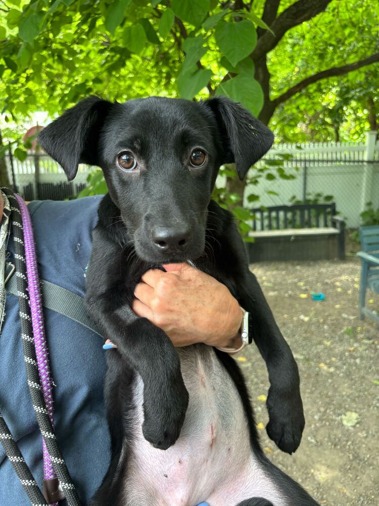 Wendell - Available 6/4