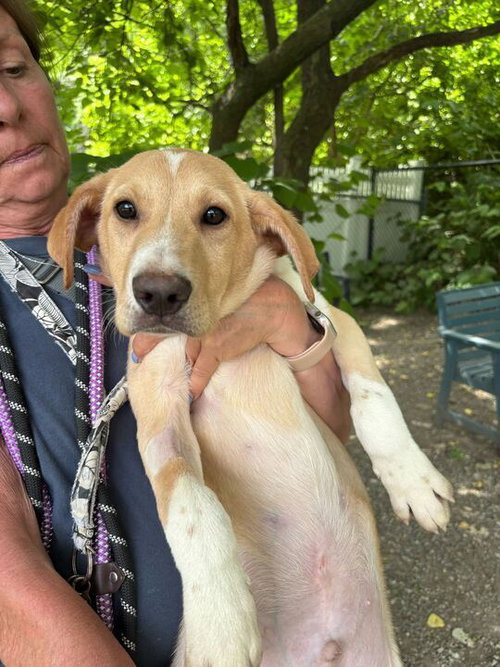 Wallace - Available 6/4