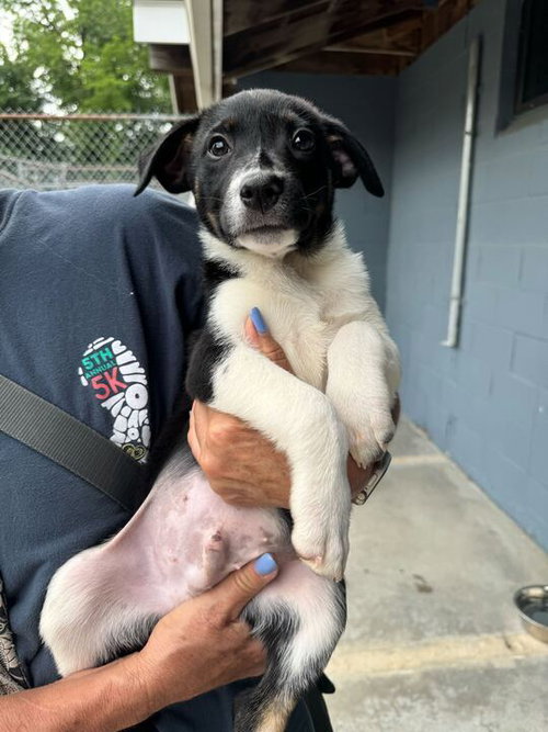 Paxton Available 6/4
