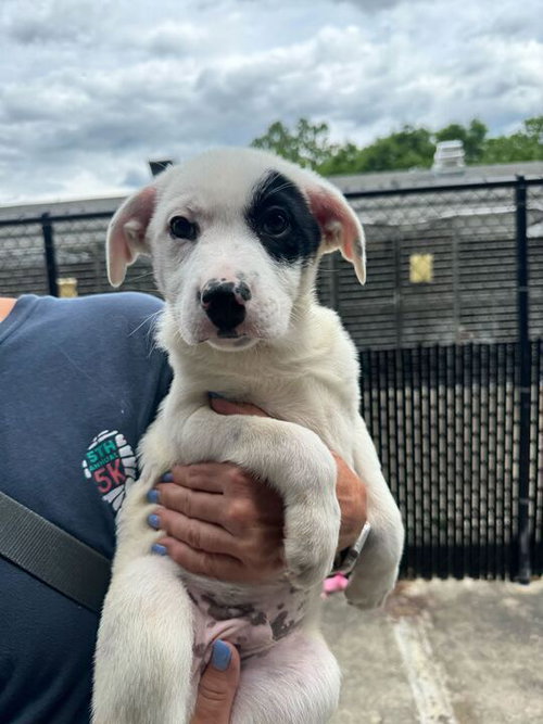 Petey Available 6/4