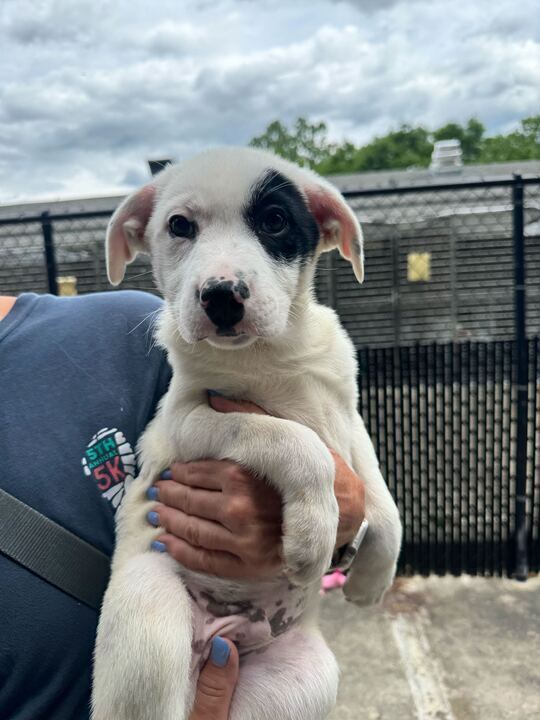 Petey Available 6/4