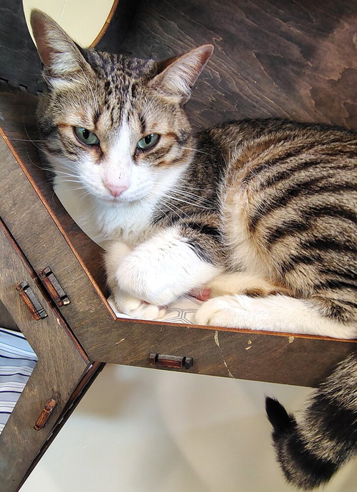 THOR - Domestic Short Hair available for adoption