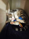 Thor - Photo 2