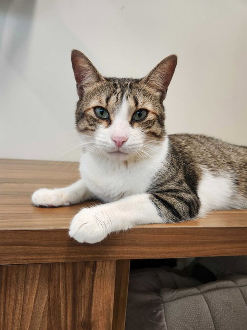 THOR - Domestic Short Hair for adoption in Stamford