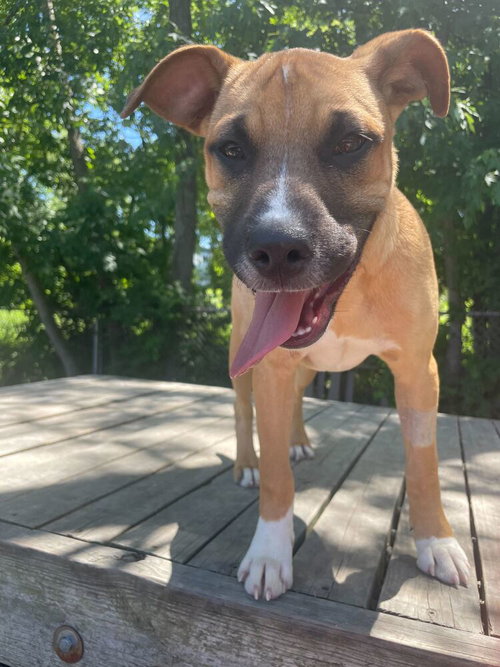 Penelope