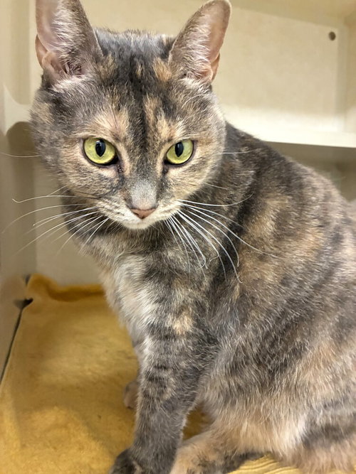 LILA - Domestic Short Hair available for adoption