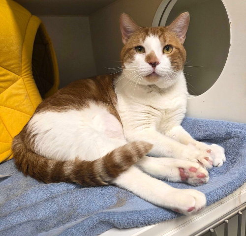 Lebron - available 6/6, Adult Domestic Short Hair / Mixed, cat for adoption in Passaic, New Jersey