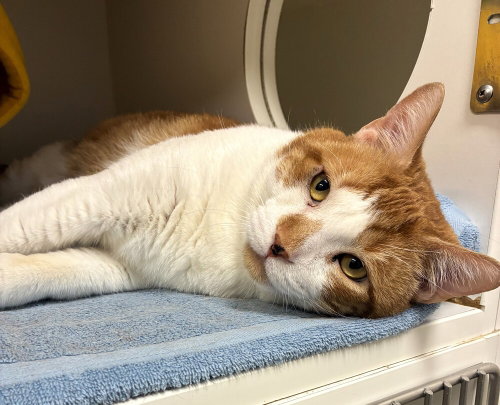 LEBRON - Domestic Short Hair available for adoption