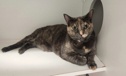 WILLOW - Domestic Short Hair available for adoption
