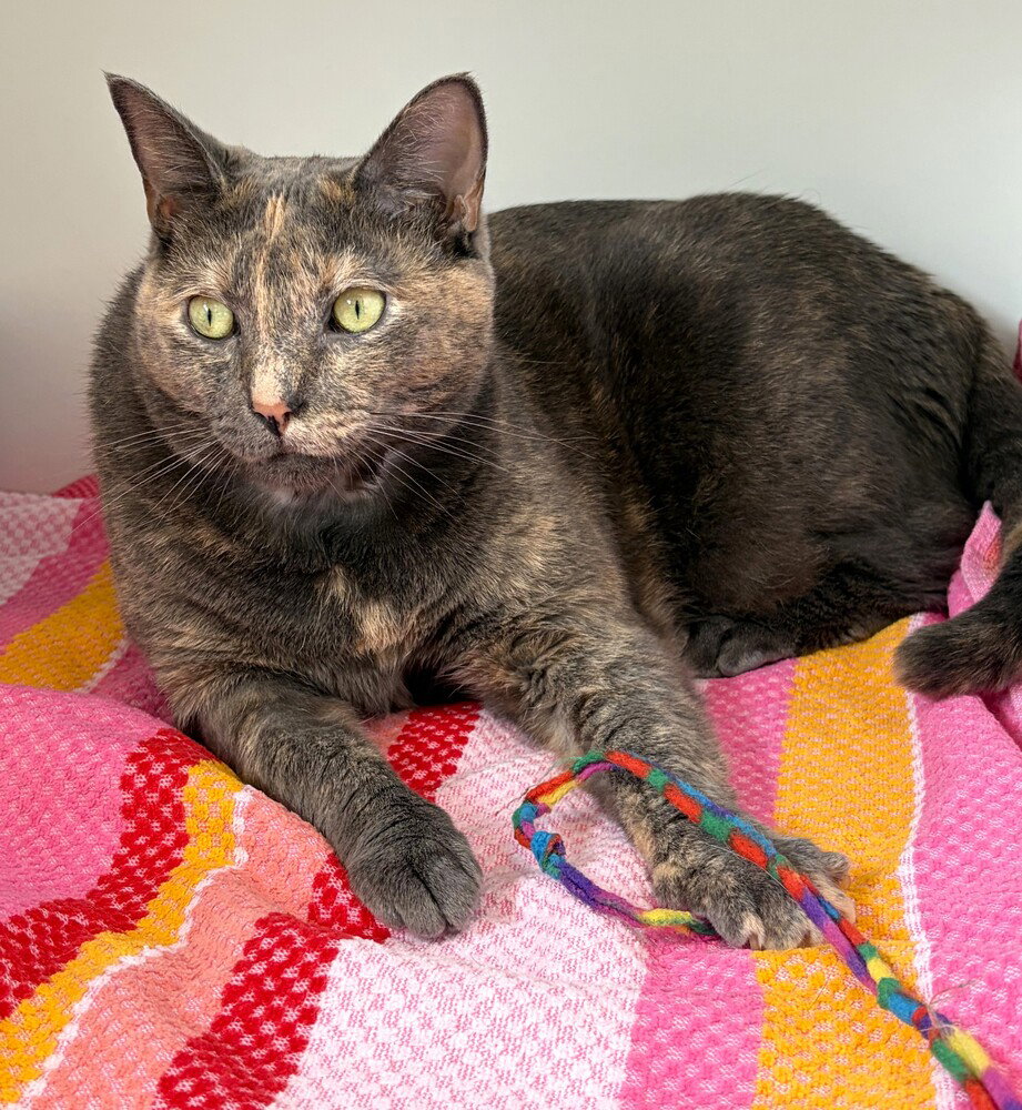 Willow, cat