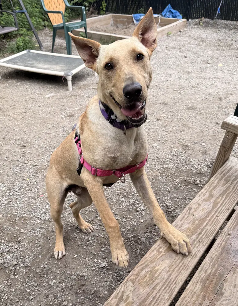 Snoopy Available - Shepherd