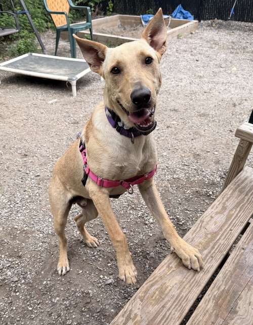 Snoopy, a dog for adoption from Paws Crossed Animal Rescue Inc.
