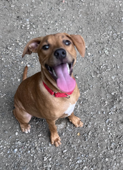 Cinnamon available 6/12