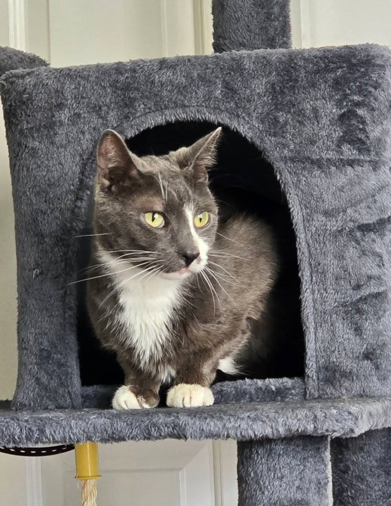 Storm, cat