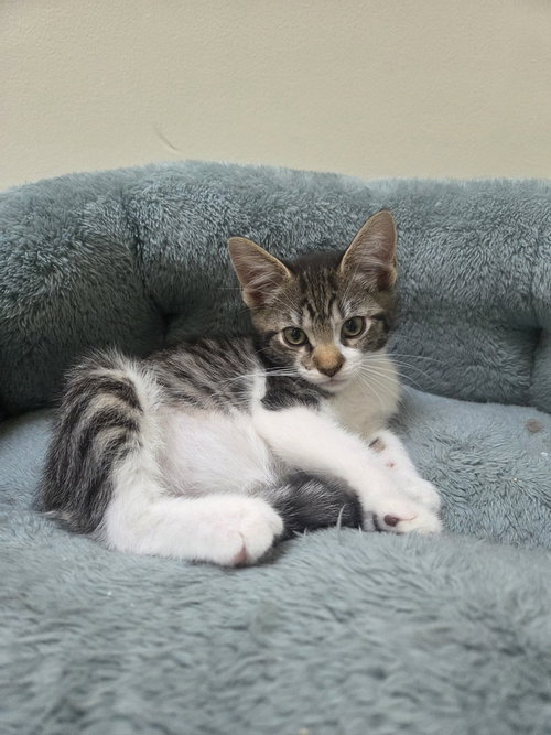 Elektra, Baby Domestic Short Hair / Mixed, cat for adoption in Linden, New Jersey