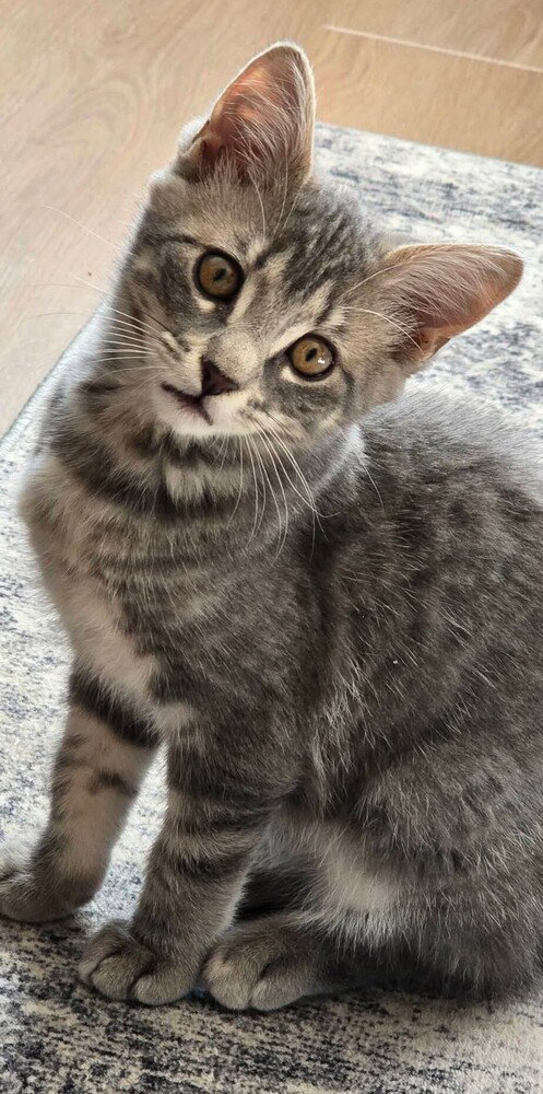 Empanada, Baby Domestic Short Hair / Mixed, cat for adoption in Linden, New Jersey