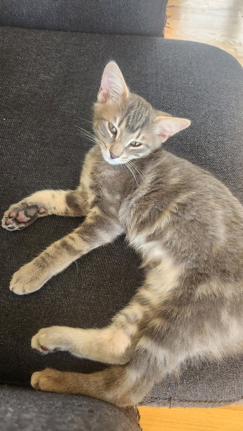Pita - available 6/12