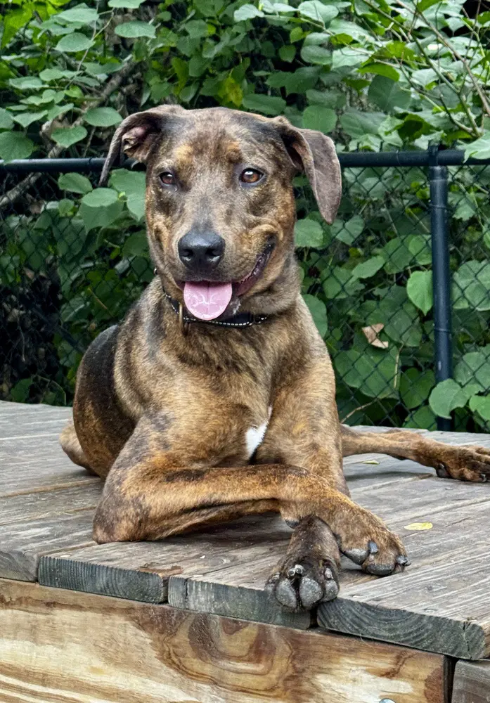 Buzz - Catahoula Leopard Dog