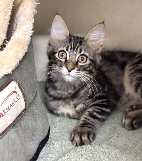 Lincoln - available 6/13