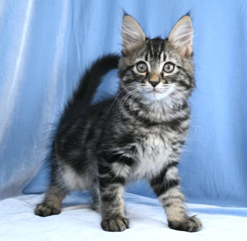 LINCOLN - Domestic Medium Hair available for adoption