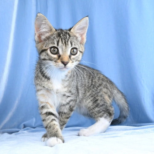 Mabel - available 6/13