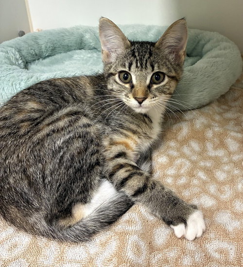 MABEL - Domestic Short Hair available for adoption