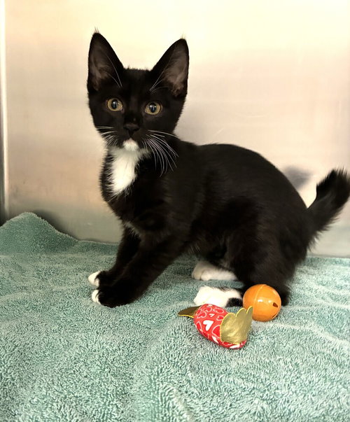 ANNIE - Domestic Short Hair available for adoption